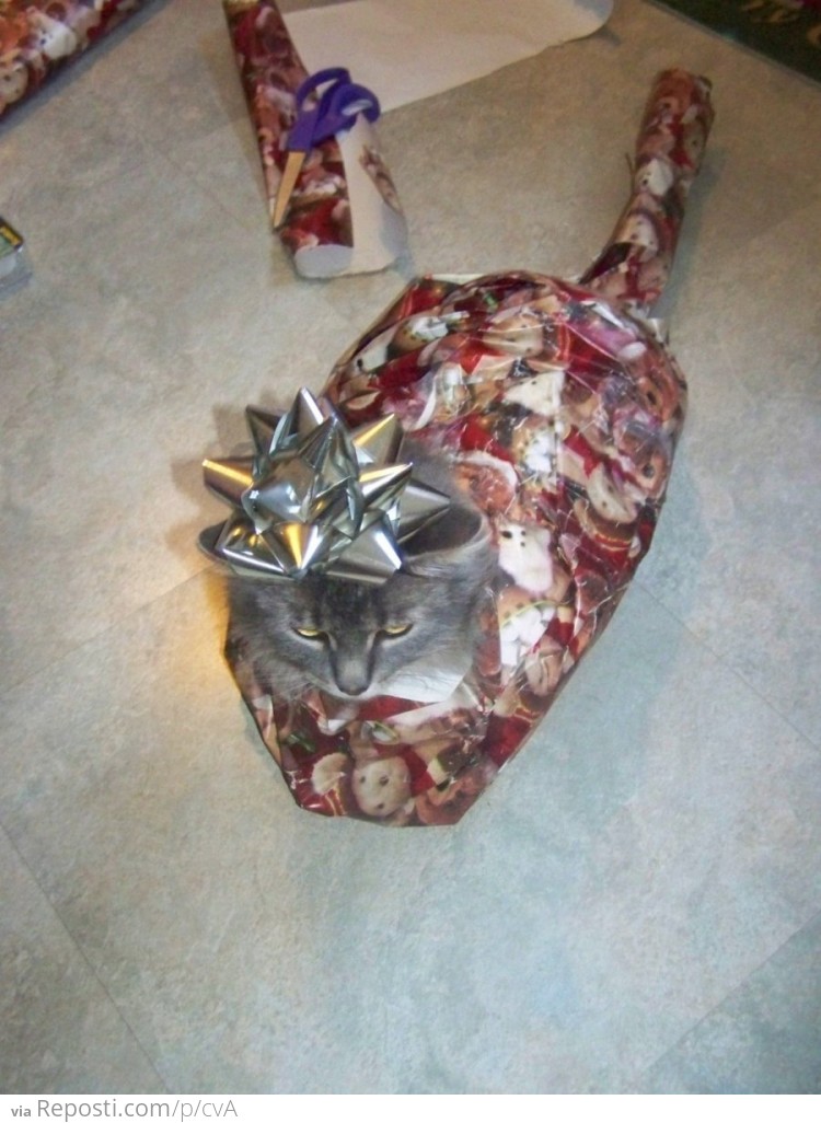 Kitty Christmas