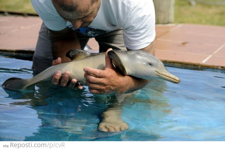 Baby Dolphin