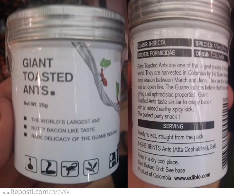 Giant Toasted Ants