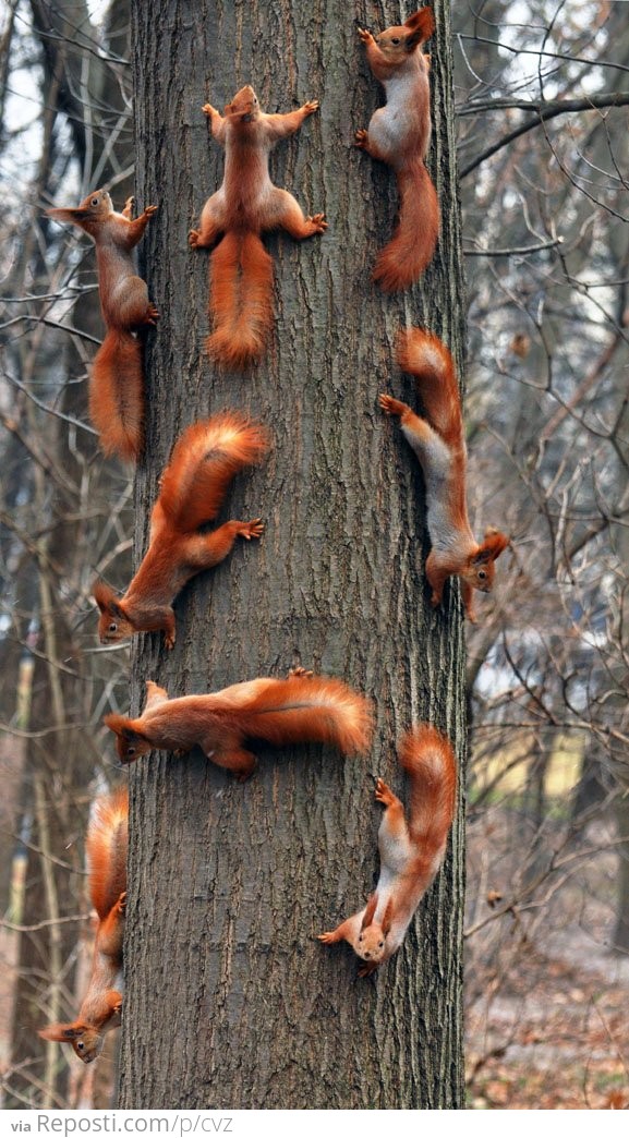 Suddenly, Squirrels