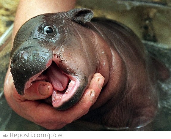 Baby Hippo