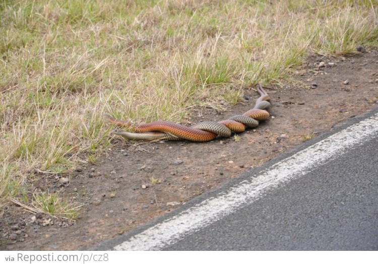 Two Copperhead Snakes in Australia