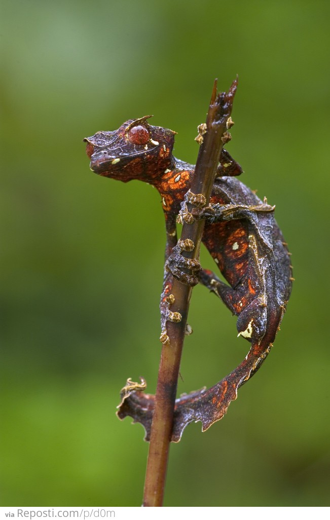 Leaf Tailed Gecko