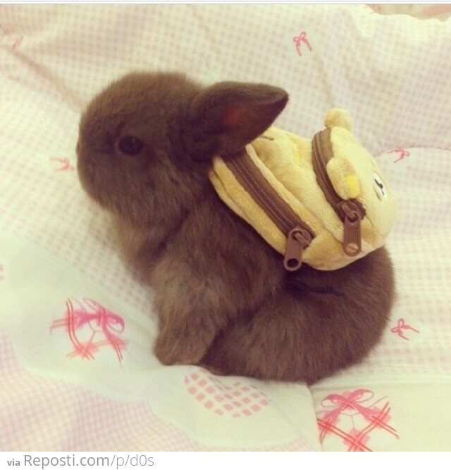 Bunny with a backpack