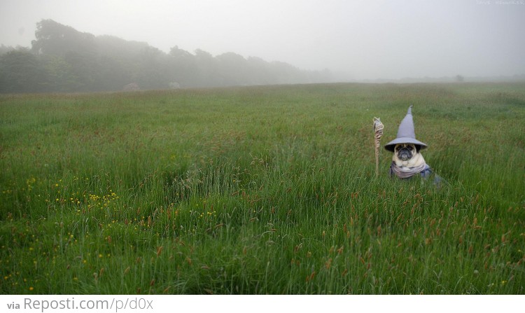 Gandalf the Pug