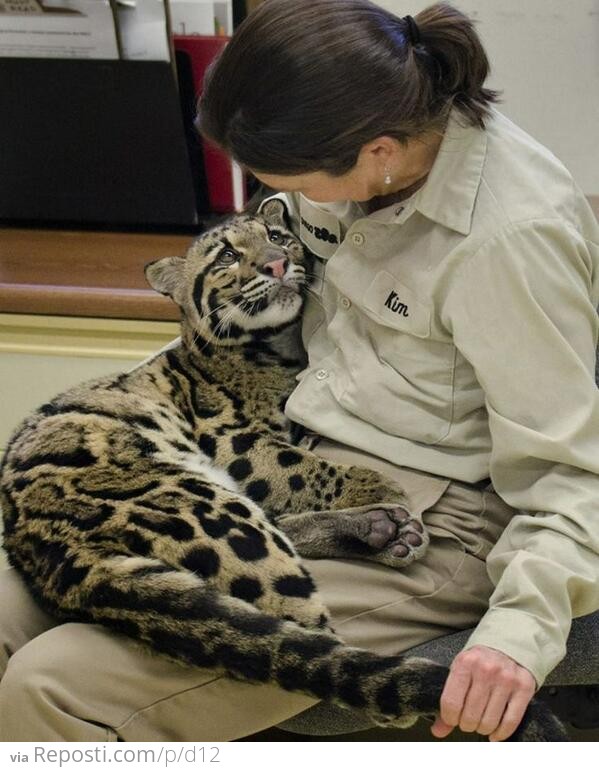 Clouded Leopard Cub @ The San Diego Zoo