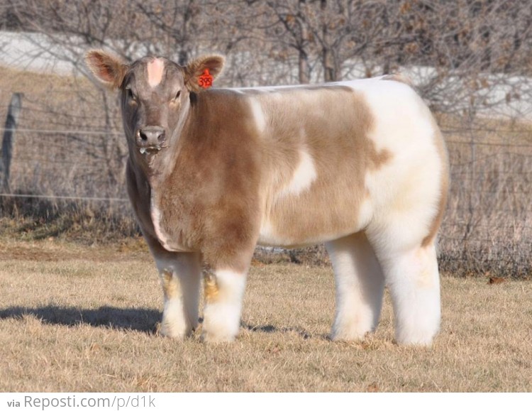 Fluffy Cow