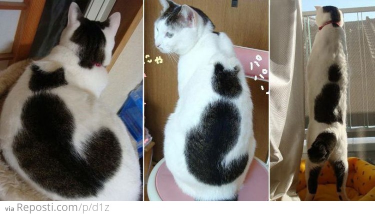 Catception