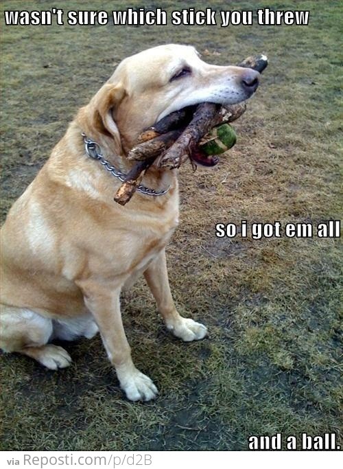 Fetch!