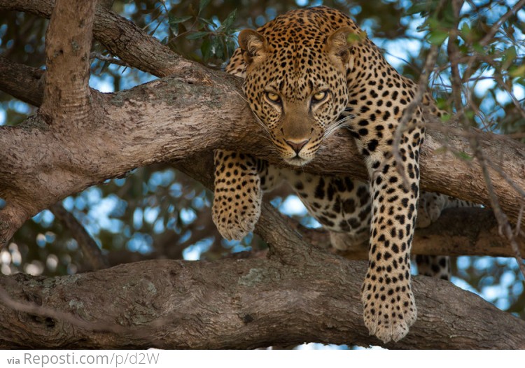 Lazy Leopard