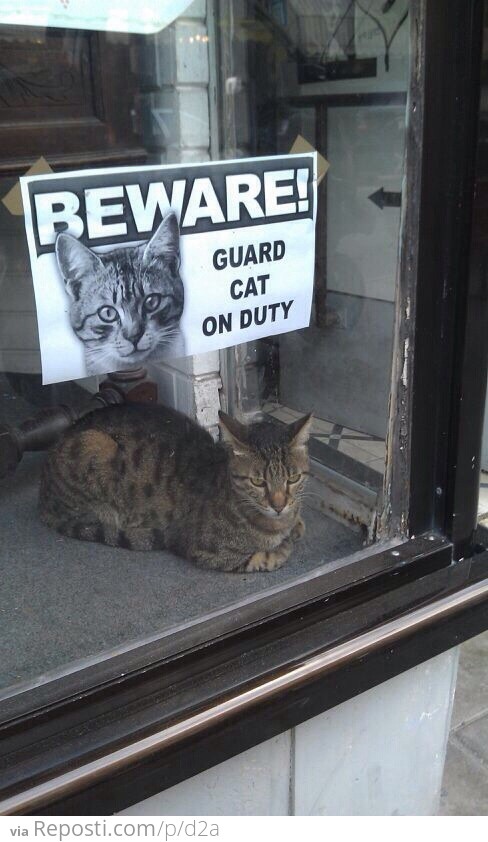 Guard Cat