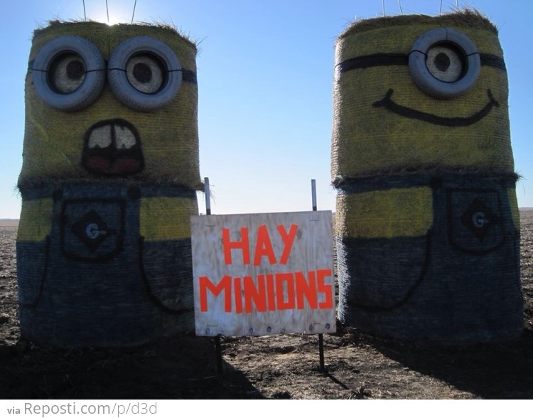 Hay Minions