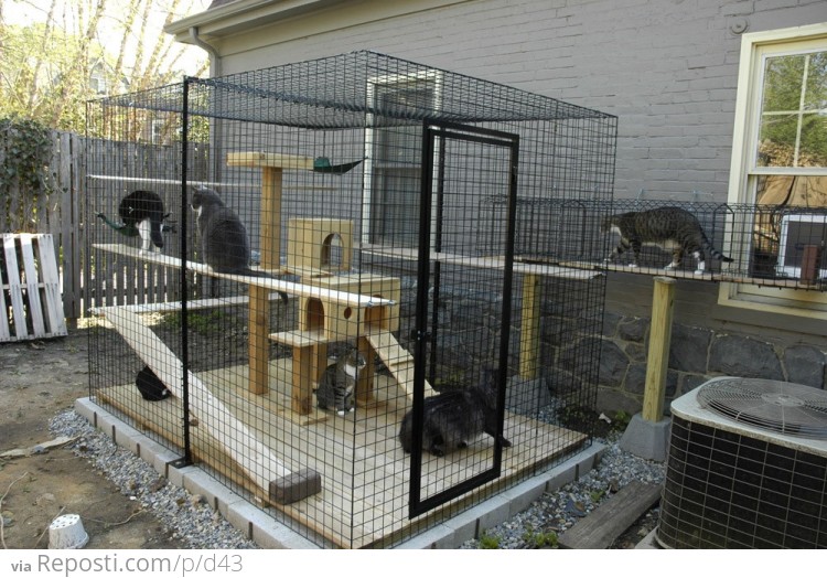 Catio