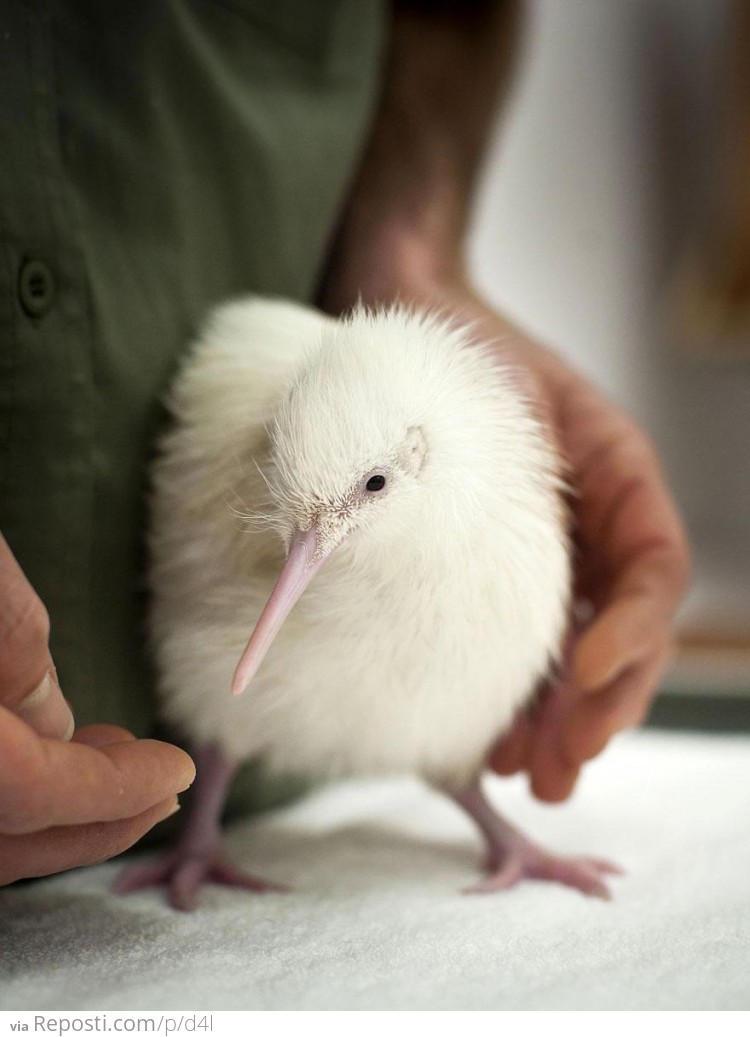 White Kiwi