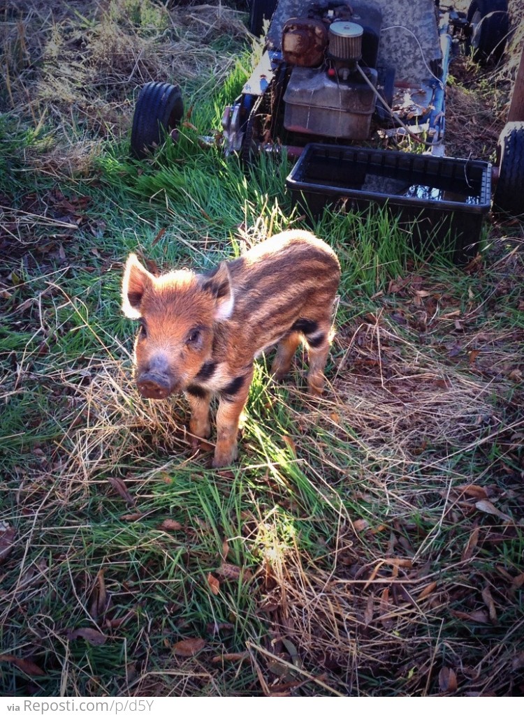 Wild Baby Pig