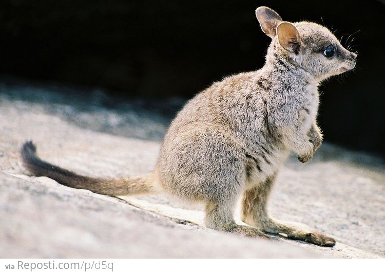 Baby Wallaby