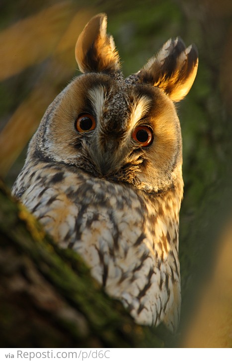 Long Eared Owl