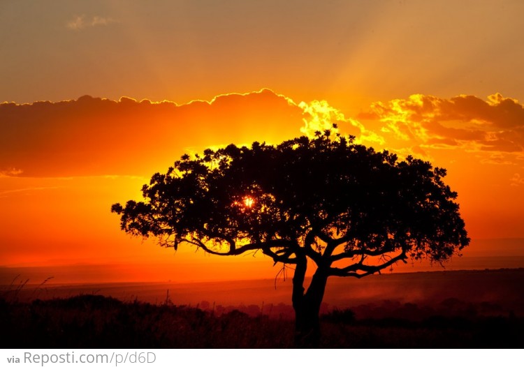 African Sunset