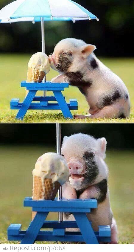 Happy Piglet