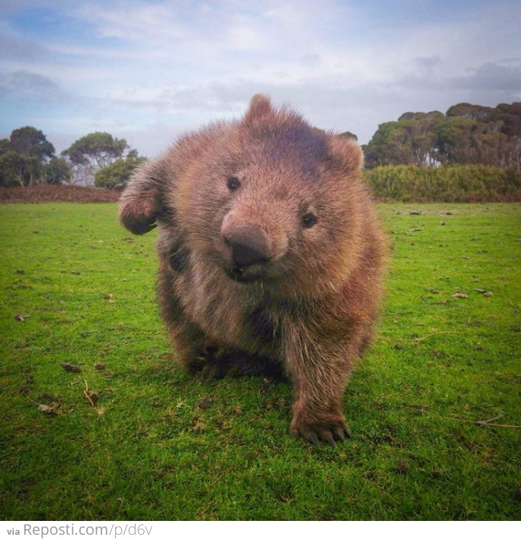 Combat Wombat