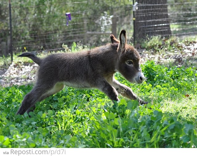 Baby Donkey