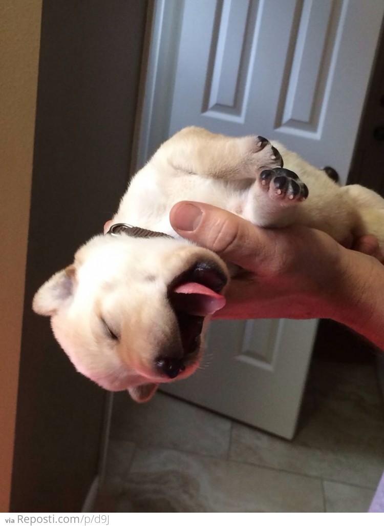 Yawning Puppy