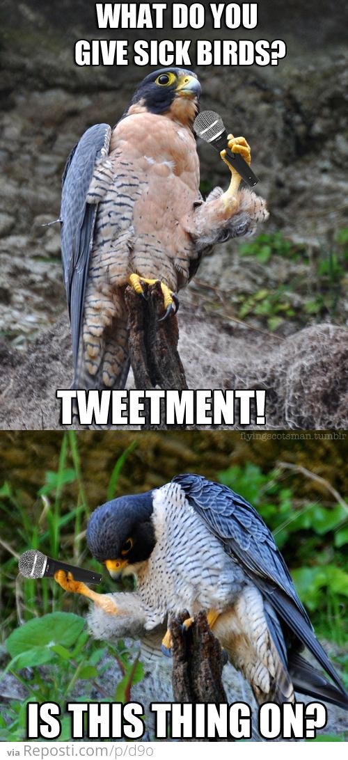 Bird Humor