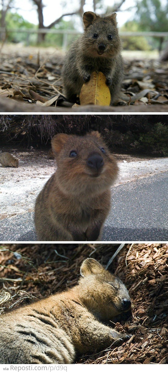 Quokka