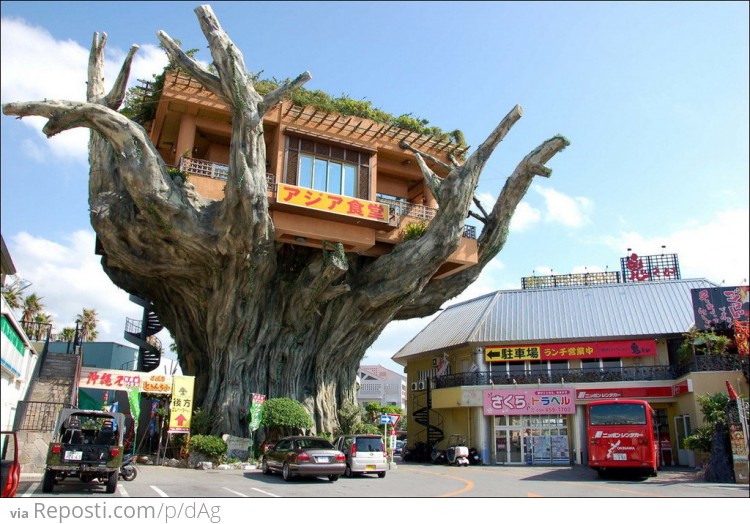 Gajumaru Treehouse Diner in Okinawa