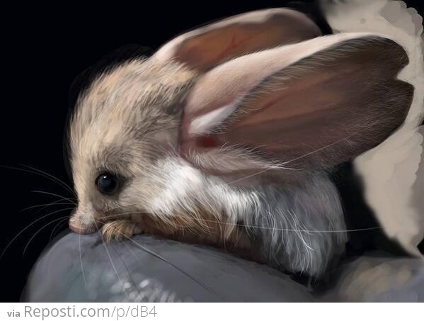 Long Eared Jerboa