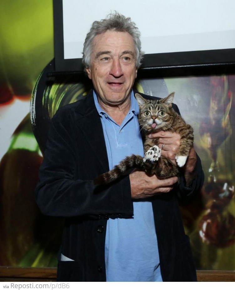 De Niro And Derp Cat