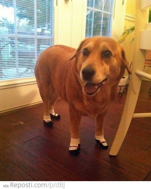 Dog Shoes