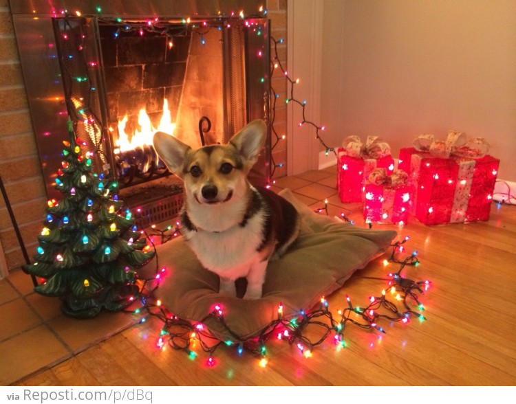 Christmas Corgi