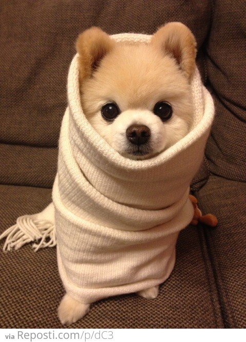 Puppy Burrito