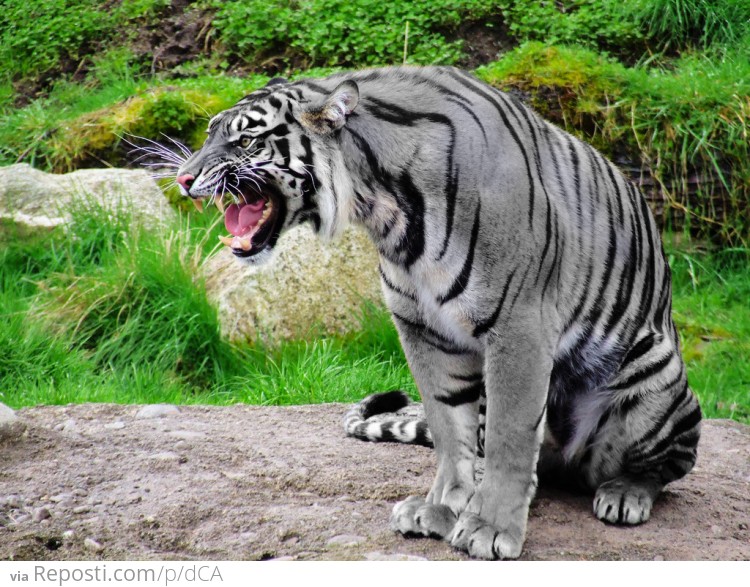 Maltese Tiger