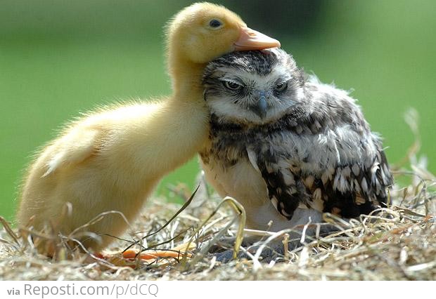 Duck and Owl