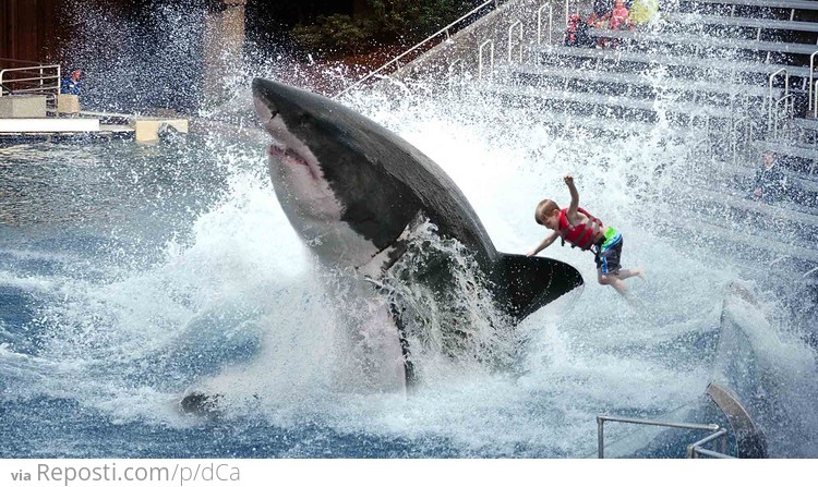 Sea World To Discontinue Great White Shark Ride