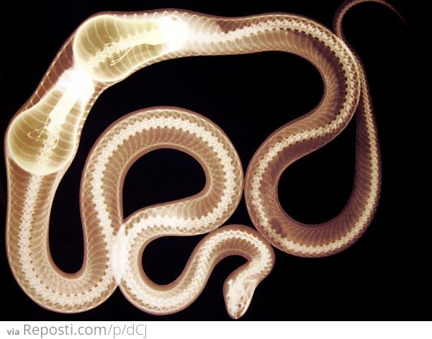 X-Ray of a Snake