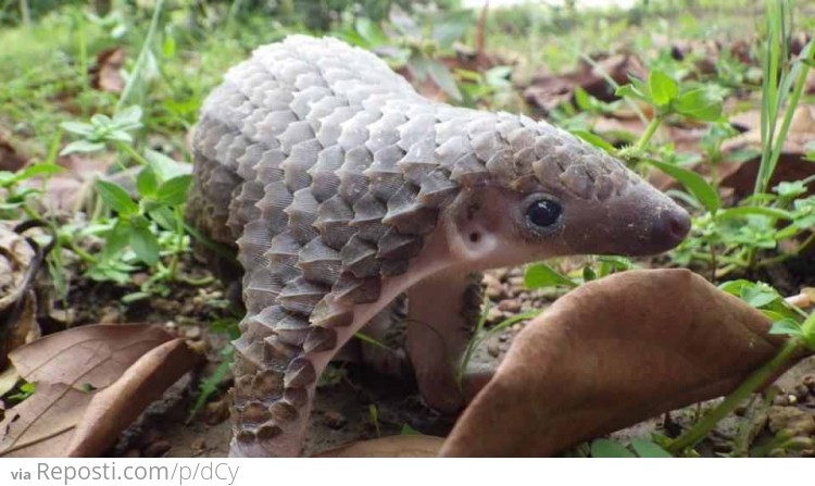 Baby Pangolin