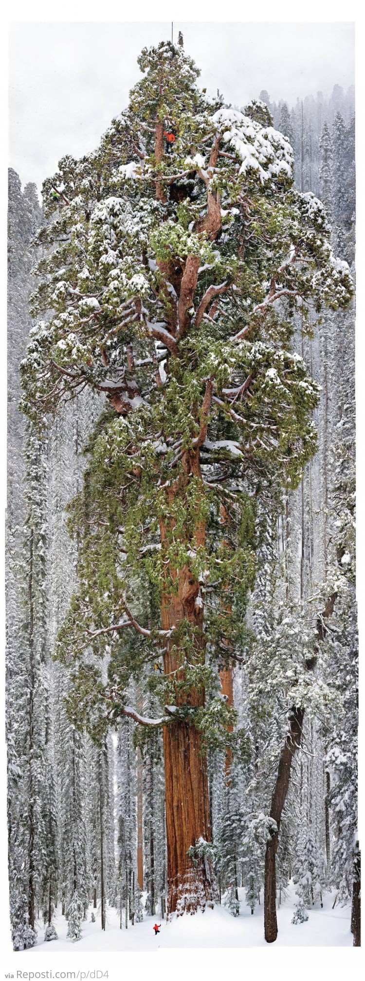 3,200 Year Old Tree