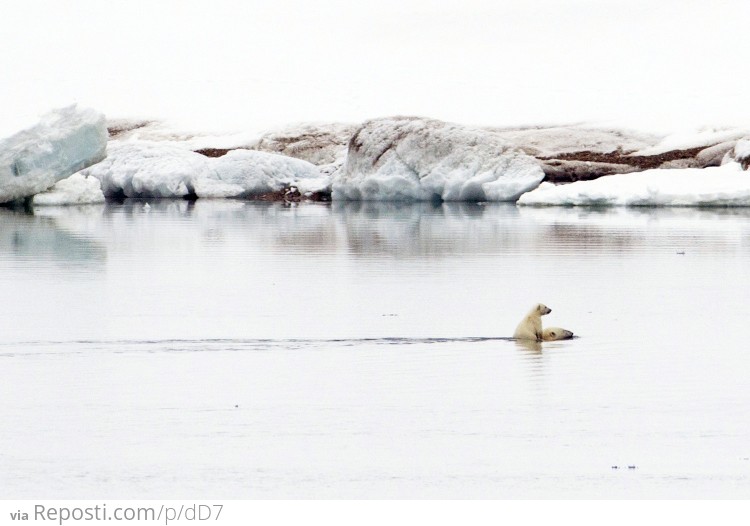 Cub riding its mother