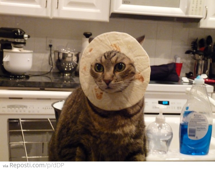 Pita Cat