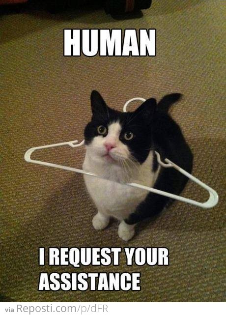 Human