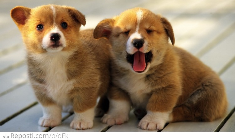 Corgi Puppies