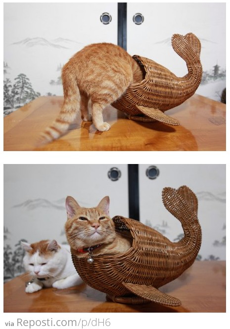 Whale Kitty