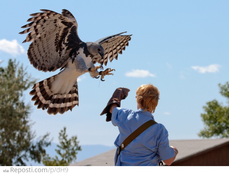 Harpy Eagle