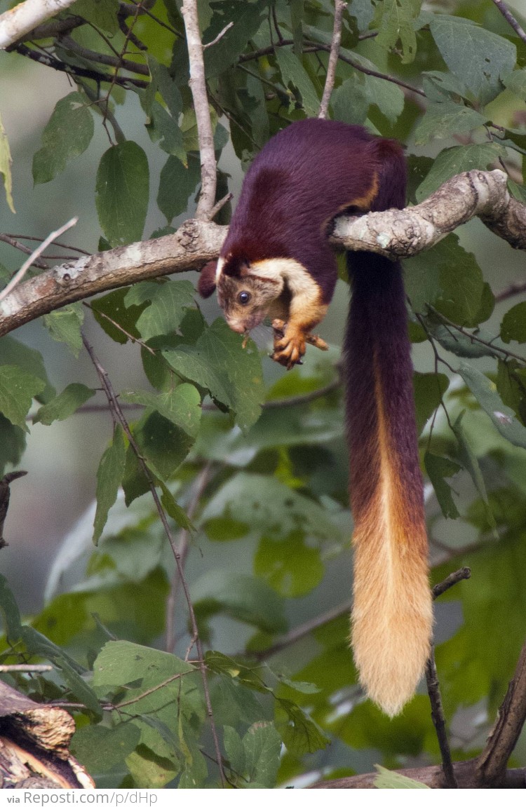 Malabar Giant Squirrel