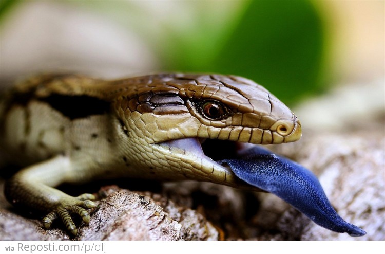 Blue Tongued Skink