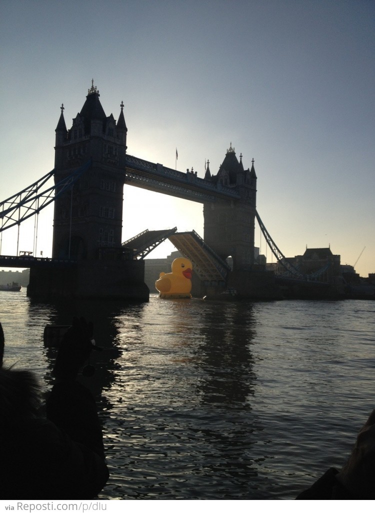 London bridge opens for a rubber duckie