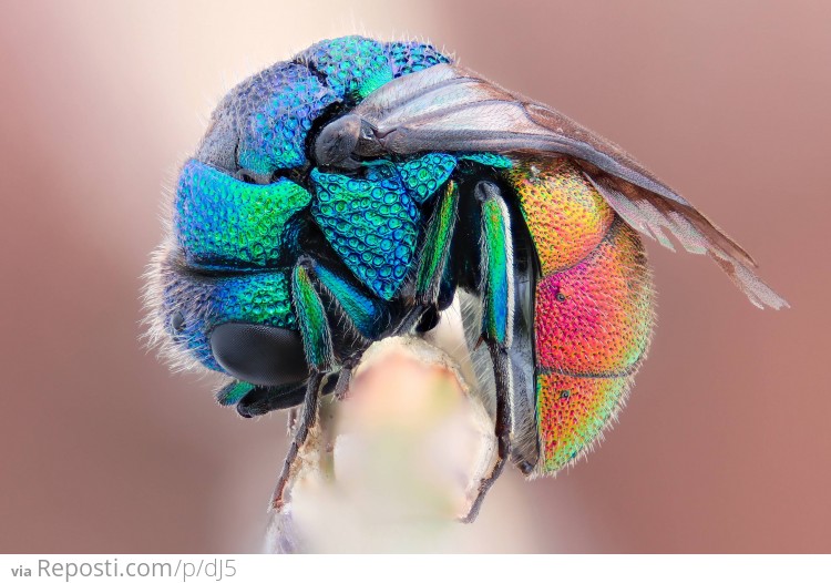 Rainbow Fly